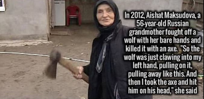 photo caption - In 2012, Aishat Maksudova, a 56yearold Russian grandmother fought off a wolf with her bare hands and killed it with an axe. "So the wolf was just clawing into my left hand, pulling on it, pulling away this. And then I took the axe and hit 