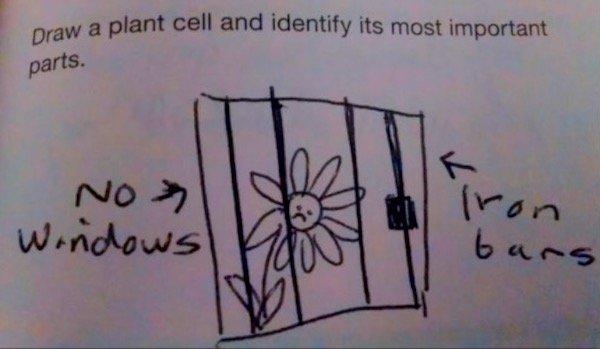 funny kid test answers - a plant cell and identify its most important Draw a plant cell an parts. No> Windows tron bars