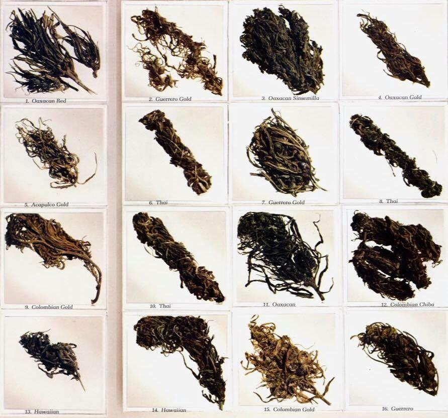 high times top strains 1977 - 1. Oaxacan Red 2. Guerrero Gold 4. Oaxacan Gold 3. Oaxacan Sinsemilla 7. Guerrero Gold & 5. Acapulco Gold Thai 9. Colombian Gold 11. Oaxocan 10 Thor 12 Colombian Chiba 14. Hawaiian 13. Hawaiian 15. Colombian Gold 16. Guerrero