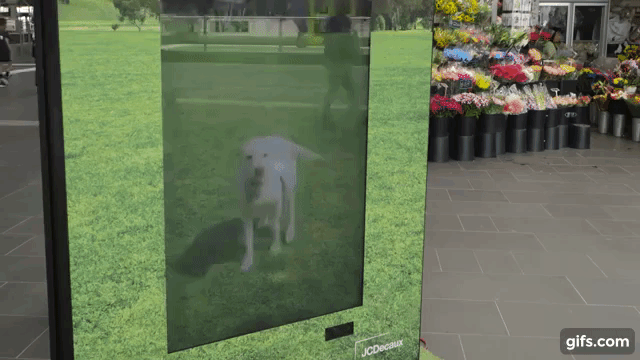 This shelter invites you to play with a virtual dog at a railway station.