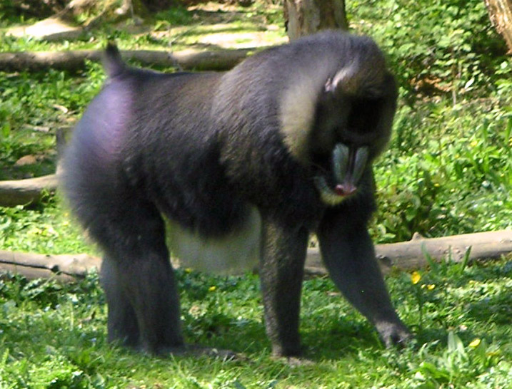 If a beta male mandrill wins a fight, it physically morphs into an alpha male over time, gaining facial coloration, bigger testicles, and the ability to breed.