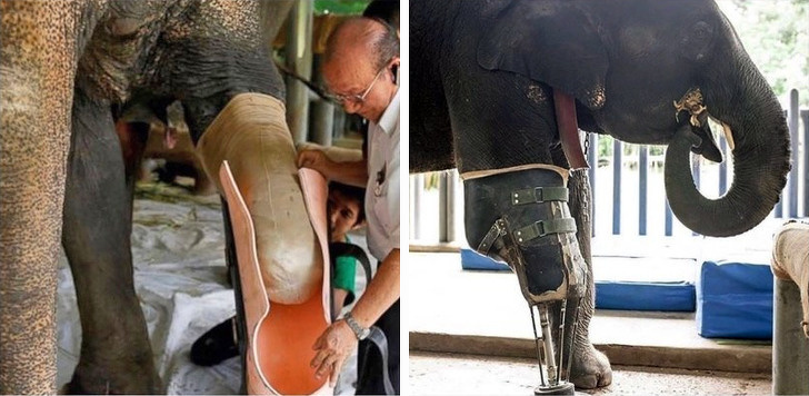 A prosthetic leg made for an elephant that stepped on a landmine