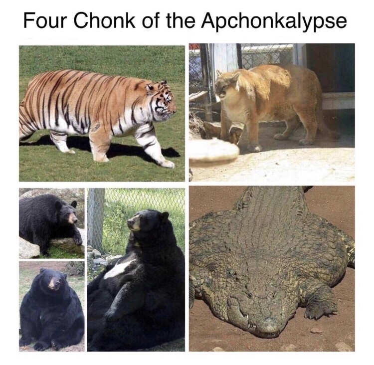 random pic alligator chonk - Four Chonk of the Apchonkalypse