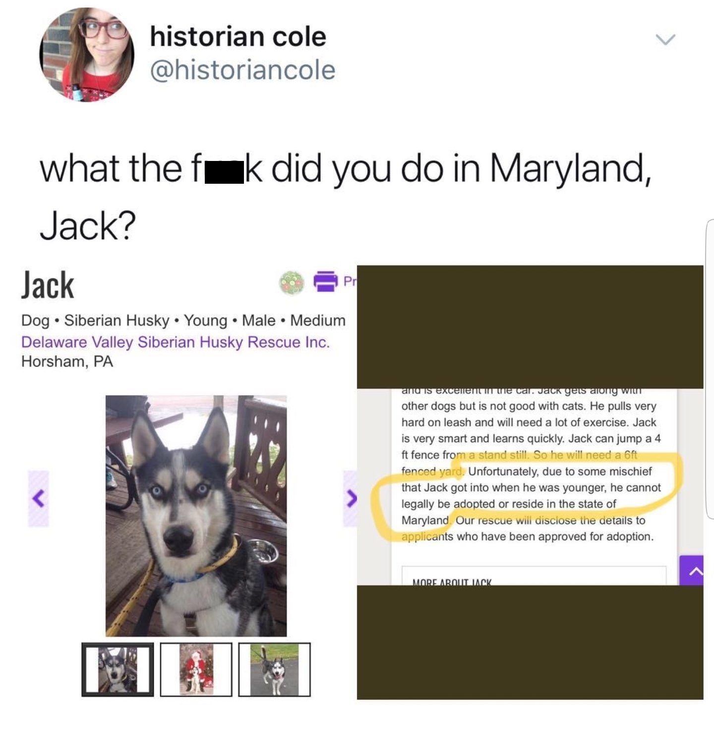 delaware valley siberian rescue inc - historian cole what the fuk did you do in Maryland, Jack? Jack Pr Dog Siberian Husky Young Male Medium Delaware Valley Siberian Husky Rescue Inc. Horsham, Pa and is excellenti e car. Jack gets along Wilt other dogs bu