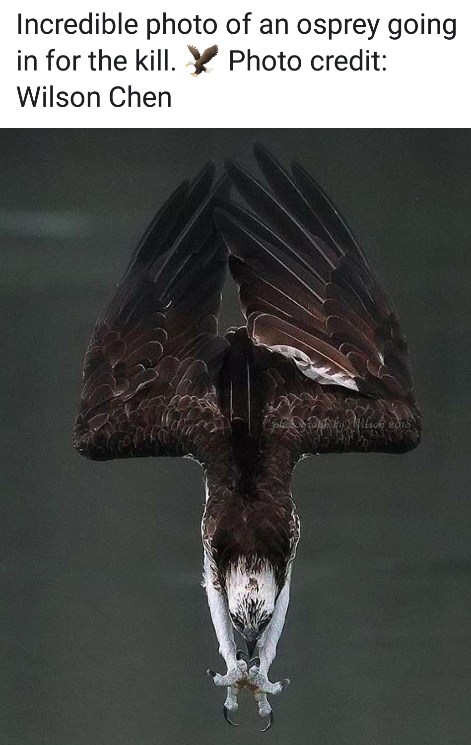 osprey diving - Incredible photo of an osprey going in for the kill. y Photo credit Wilson Chen