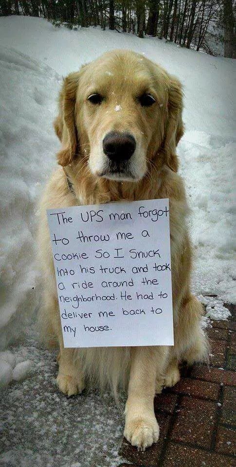 memes funny animals - The Ups man forgot to throw me a cookie so I Snuck into his truck and took a ride around the neighborhood. He had to deliver me back to my house.