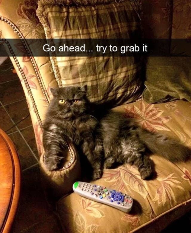 meme cat snaps - Go ahead... try to grab it Cautatieto