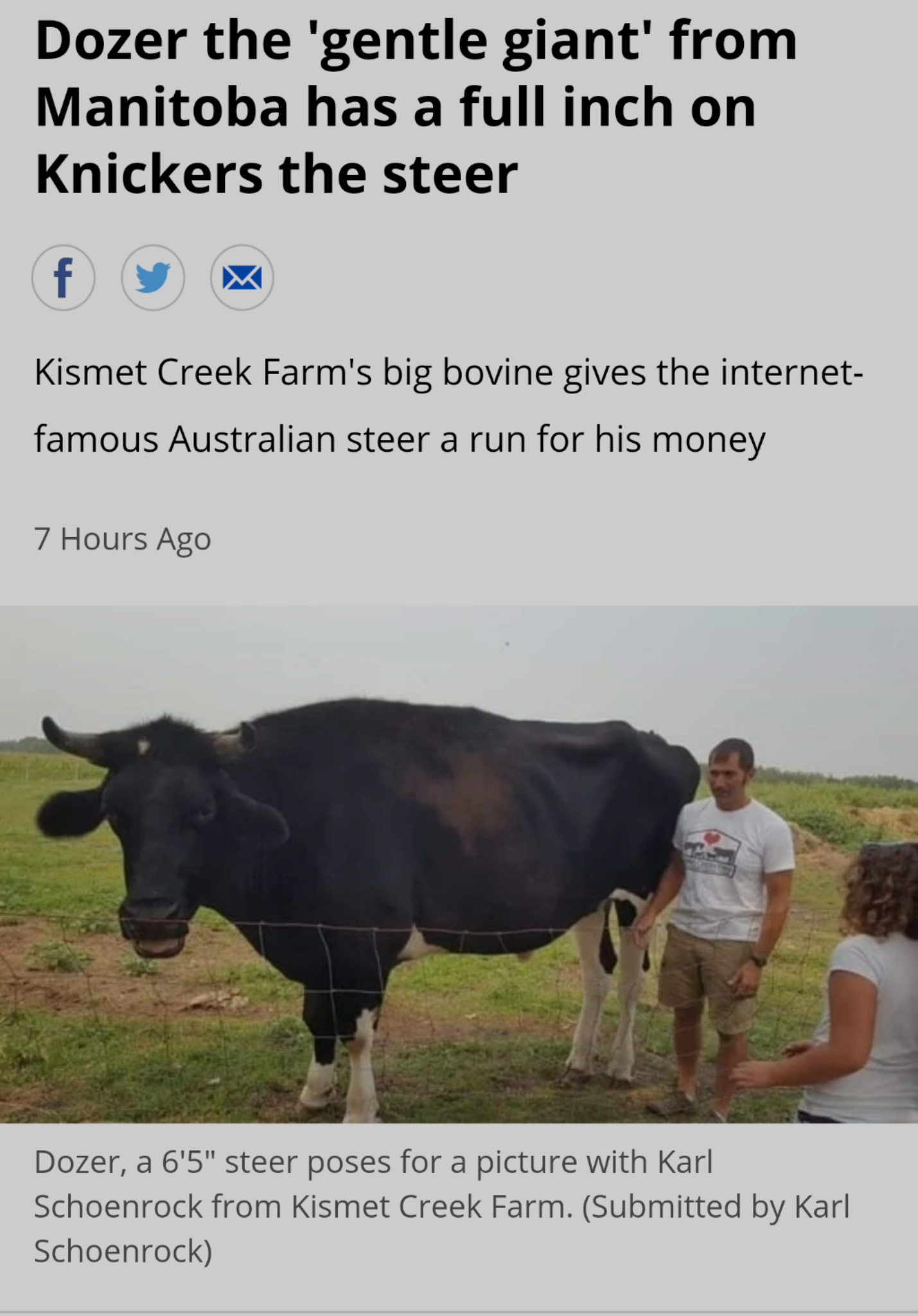 meme dozer the cow - Dozer the 'gentle giant' from Manitoba has a full inch on Knickers the steer fy Kismet Creek Farm's big bovine gives the internet famous Australian steer a run for his money 7 Hours Ago Dozer, a 6'5" steer poses for a picture with Kar