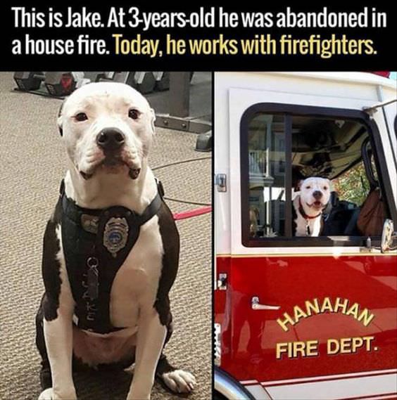 meme firefighter saves pit bull - This is Jake. At 3yearsold he was abandoned in a house fire. Today, he works with firefighters. Anaha Fire Dept.