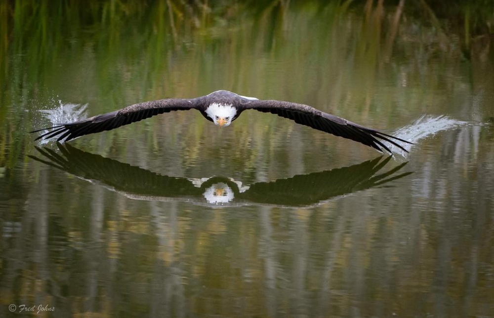 meme eagle soaring over a lake in canada