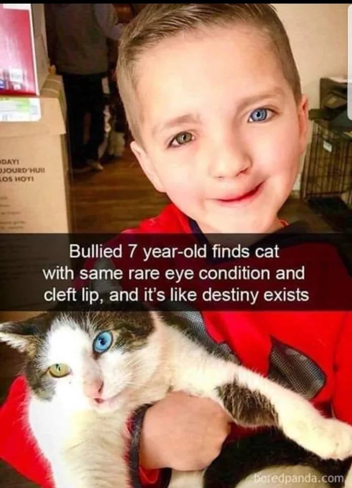 meme funny snapchat - Dayi Jourd Mun Los Hoy Bullied 7 yearold finds cat with same rare eye condition and cleft lip, and it's destiny exists boredpanda.com