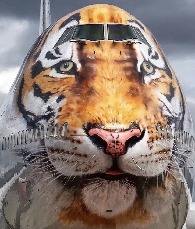 meme 747 tiger