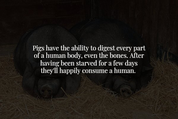 scary facts - Pigs have the ability to digest every part of a human body, even the bones. After having been starved for a few days they'll happily consume a human.