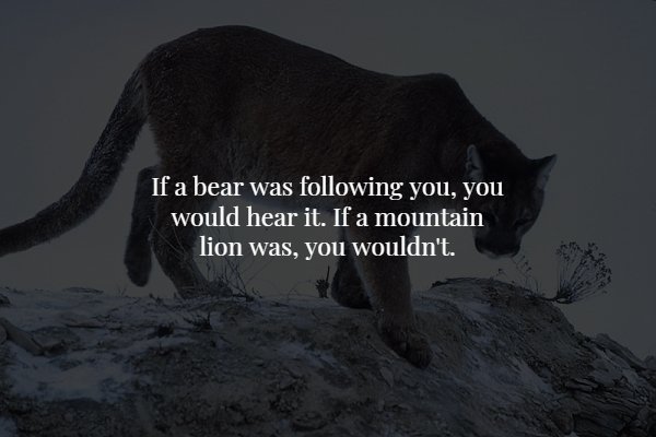 creepy facts - If a bear was ing you, you would hear it. If a mountain lion was, you wouldn't.