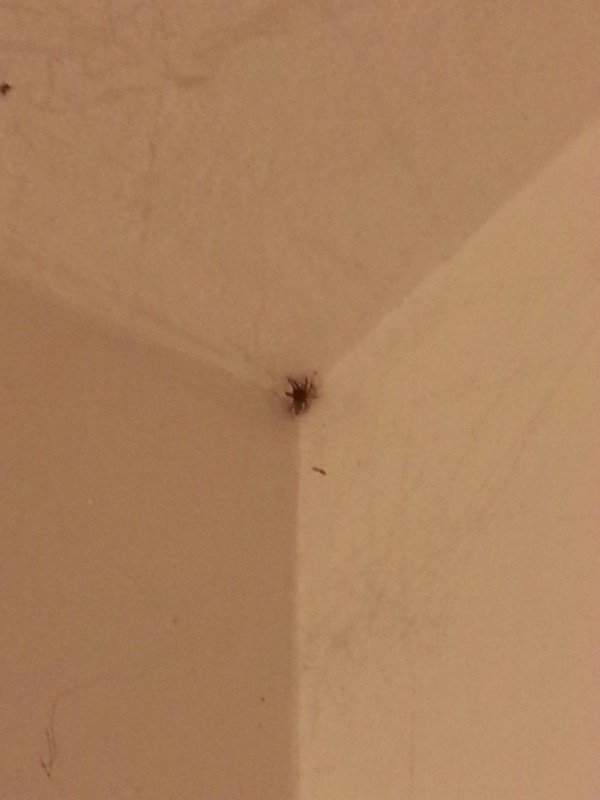 spider in corner