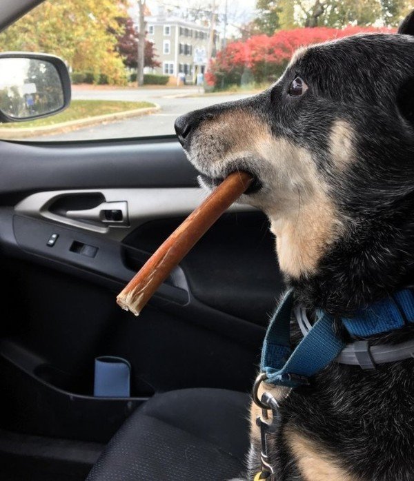 This is a photo of a dog coming home from the vet.