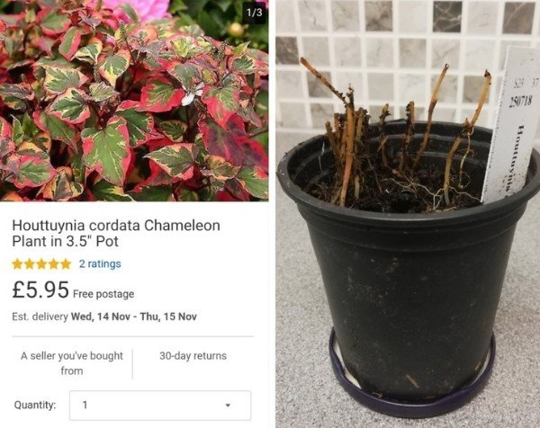 “It was the first and last time I bought a plant on eBay.”