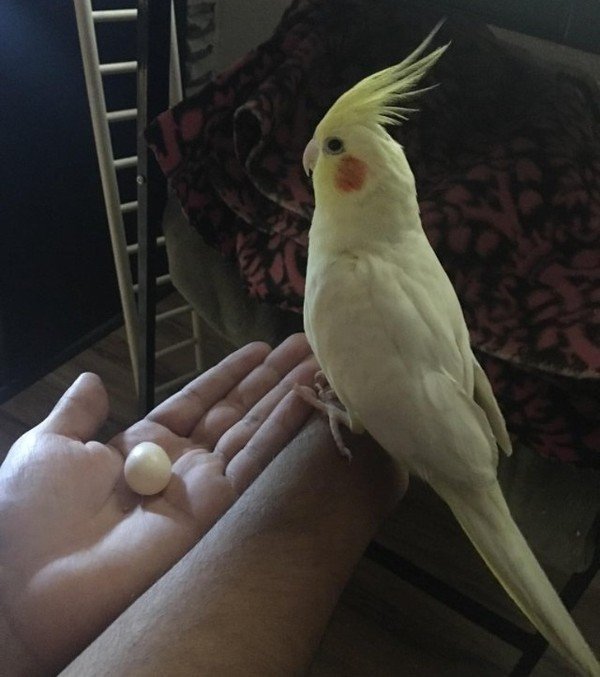 “My bird Enzo who we thought was a boy just laid an egg this morning.’’