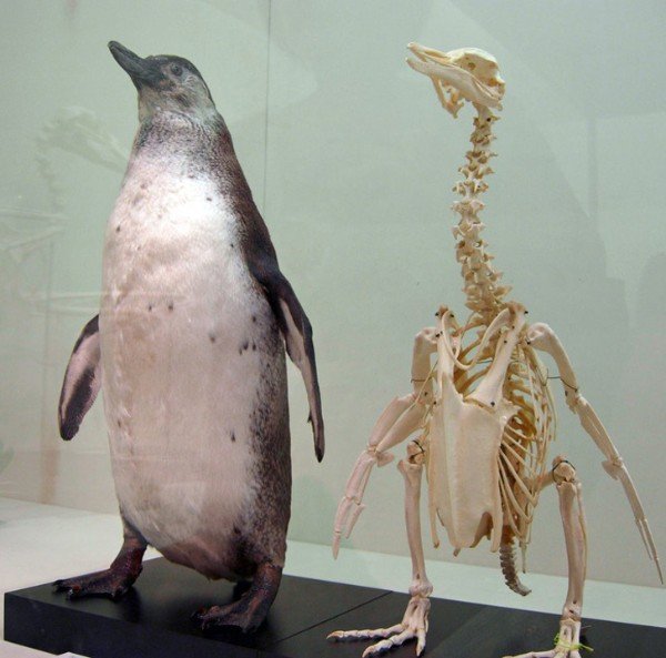 So penguins have really long necks.