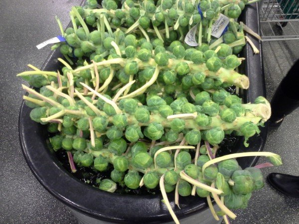 “I never knew Brussels sprouts were so horrifying until I saw them on the stem.”