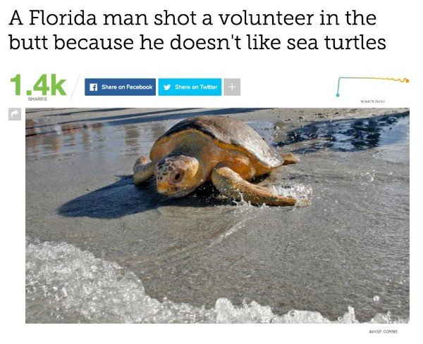 tortoise - A Florida man shot a volunteer in the butt because he doesn't sea turtles 1.4 k f on Facebook on Facebook on Twitor on Twitter Wwe Coads
