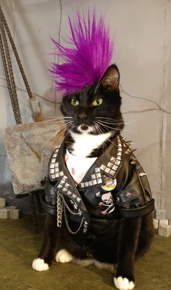 punk rock cat -
