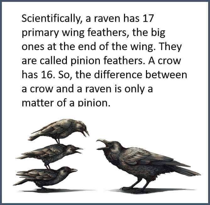 raven and crow - Scientifically, a raven has 17 primary wing feathers, the big ones at the end of the wing. They are called pinion feathers. A crow has 16. So, the difference between a crow and a raven is only a matter of a pinion.