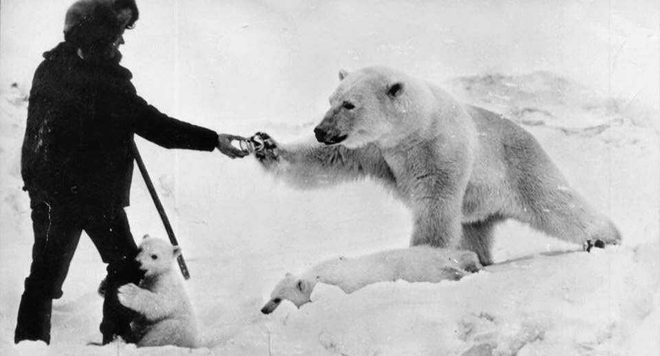 Oh, wait, you can be cooler: here’s a man giving milk to a polar bear and her cubs in North Russia.