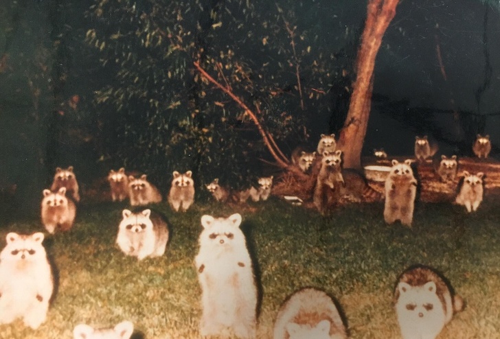 “My family friend went camping over 30 years ago and heard a noise outside the tent. Instead of peaking her head out to see what it could be she reached her hand out with her disposable camera. When the pictures were developed this is what she saw.”