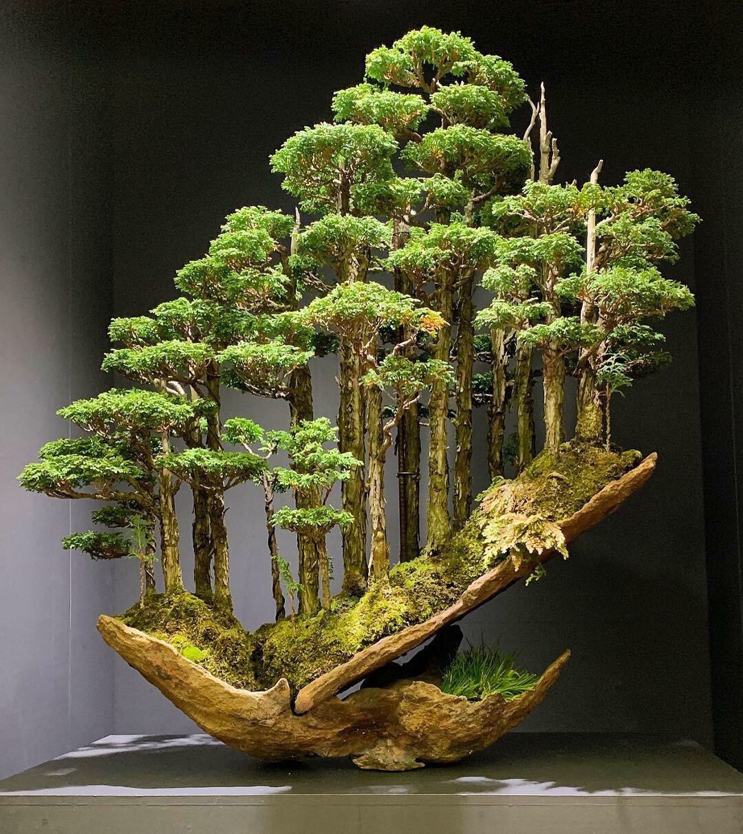 random bonsai forest