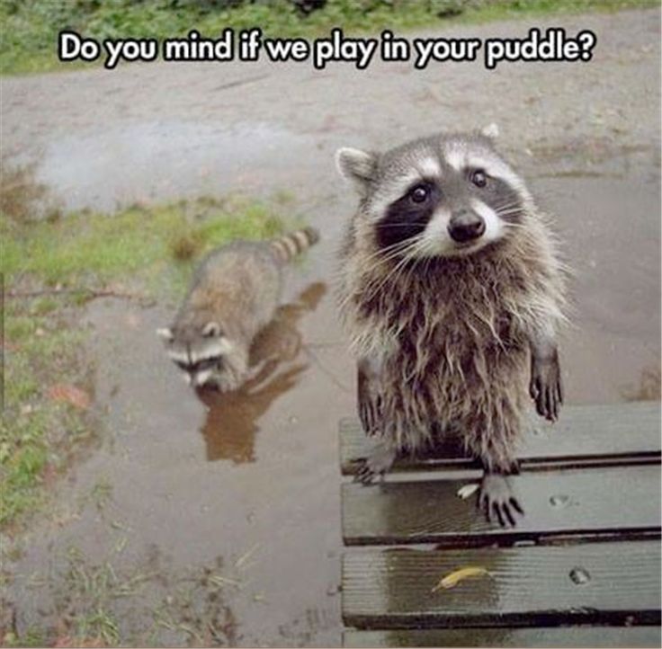 random funny raccoon - Do you mind if we play in your puddle?