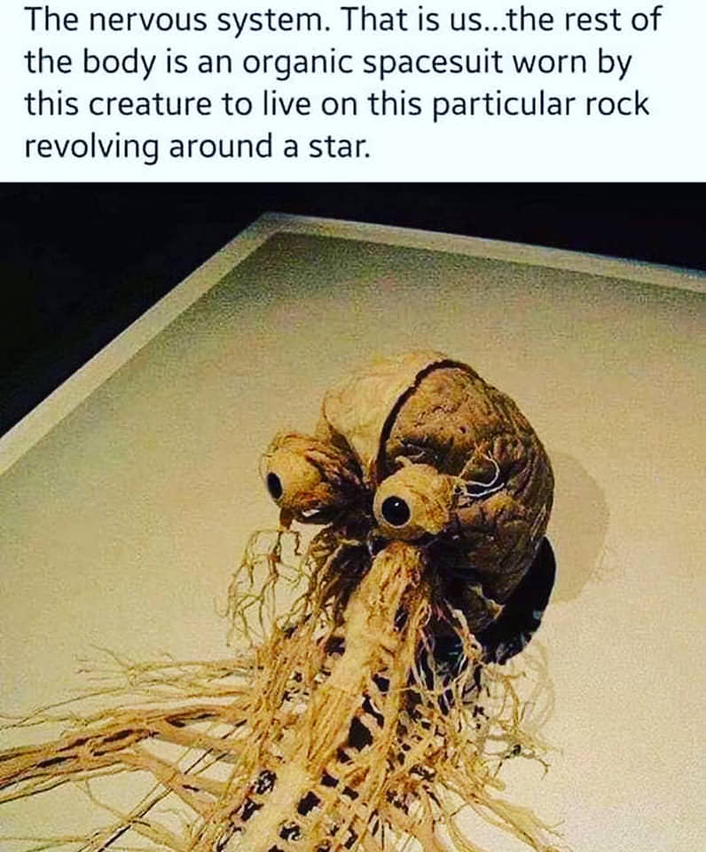 random flying spaghetti monster nervous system - The nervous system. That is us...the rest of the body is an organic spacesuit worn by this creature to live on this particular rock revolving around a star.