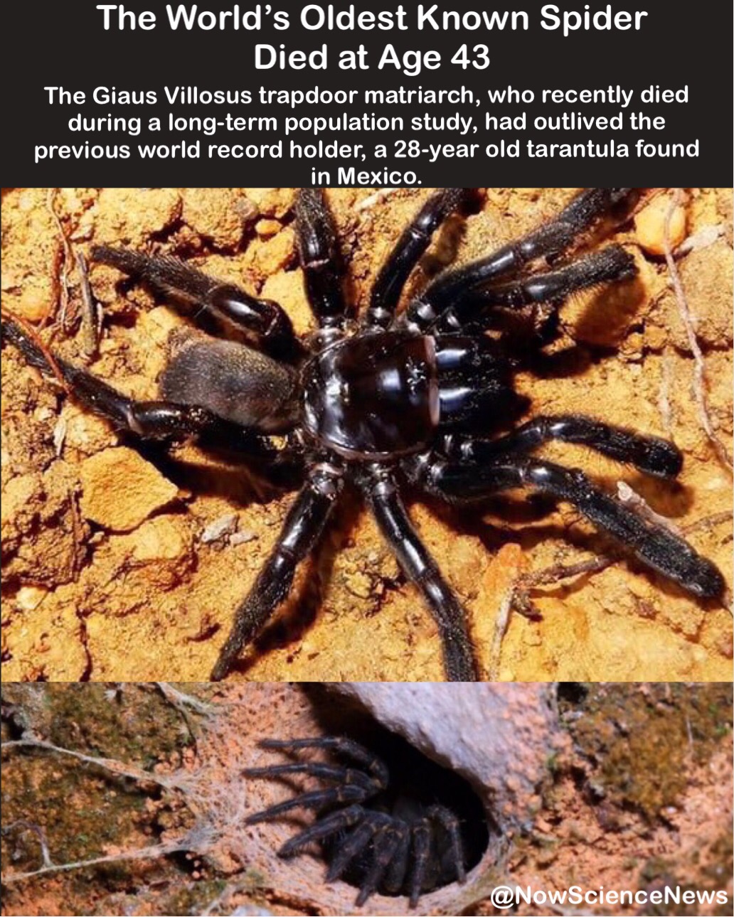 random world's oldest spider - The World's Oldest known Spider Died at Age 43 The Giaus Villosus trapdoor matriarch, who recently died during a longterm population study, had outlived the previous world record holder, a 28year old tarantula found in Mexic