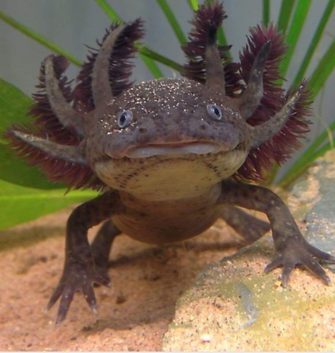 random smiling axolotl