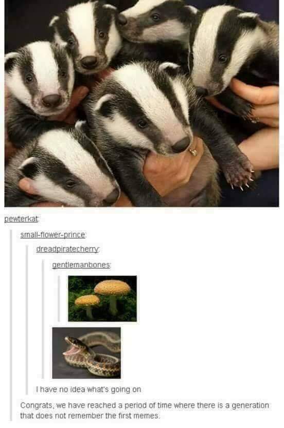 random baby badger - pewterkat smallflowerprince dreadpiratecherry gentlemanhones Thave no idea what's going on Congrats, we have reached a period of time where there is a generation that does not remember the first memes.
