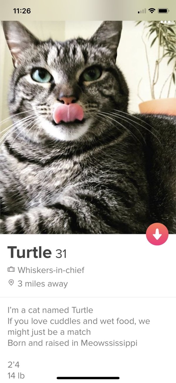 tinder - art on the underground - Turtle 31 Whiskersinchief 3 miles away I'm a cat named Turtle If you love cuddles and wet food, we might just be a match Born and raised in Meowssissippi 2'4 14 lb