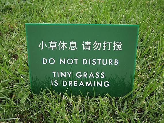 translation fails - Do Not Disturb Tiny Grass Is Dreaming
