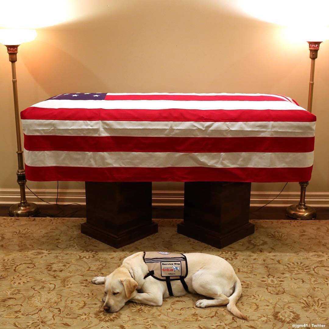 Sully, former President George H.W. Bush’s service dog, lies next to his casket ahead of national memorial services for Bush