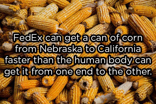 showerthoughts  - bunch of corn - 19111 Alaman FedEx can get a can of corn from Nebraska to California faster than the human body can get it from one end to the other.
