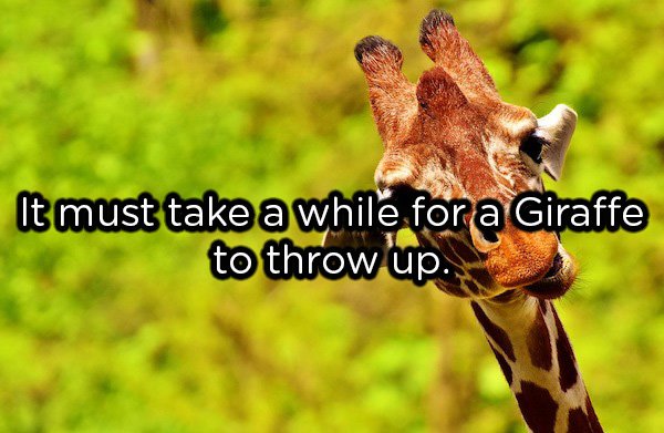 showerthoughts  - extinct giraffe - It must take a while for a Giraffe to throw up.