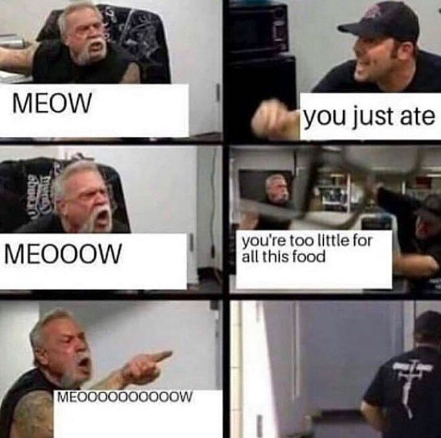 meow you just ate - Meow you just ate Meooow you're too little for all this food MEO000000000W