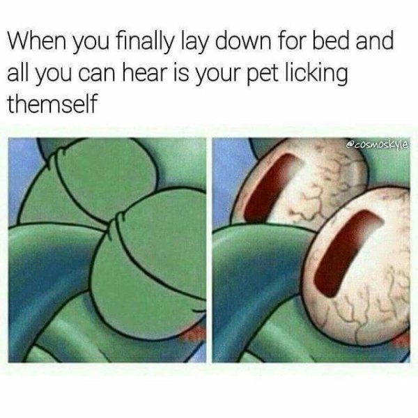 Relatable meme on pet licking themselves meme - When you finally lay down for bed and all you can hear is your pet licking themself