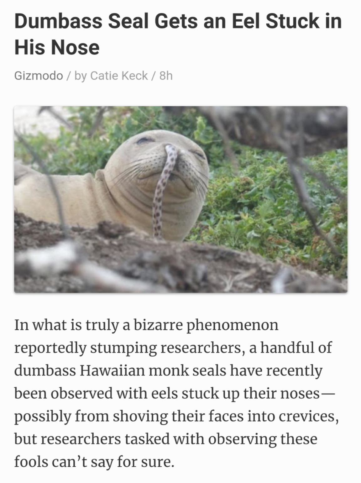seals snorting eels - Dumbass Seal Gets an Eel Stuck in His Nose Gizmodo by Catie Keck h In what is truly a bizarre phenomenon reportedly stumping researchers, a handful of dumbass Hawaiian monk seals have recently been observed with eels stuck up their n