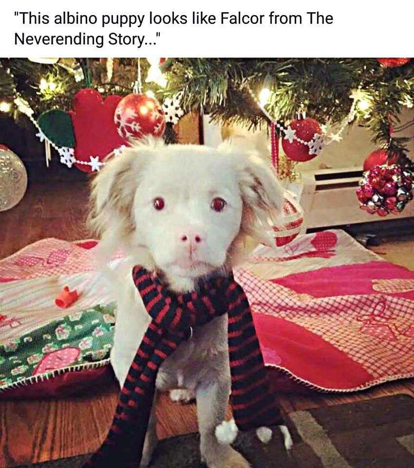 dog that looks like falcor - "This albino puppy looks Falcor from The Neverending Story..."