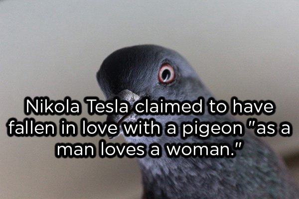 beak - Nikola Tesla claimed to have fallen in love with a pigeon "as a man loves a woman."