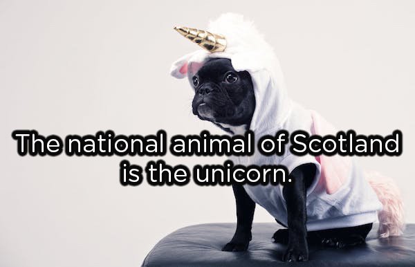 snout - The national animal of Scotland is the unicorn