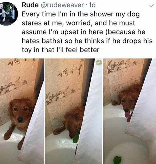 we don t deserve dogs - Rude . 1d Every time I'm in the shower my dog stares at me, worried, and he must assume I'm upset in here because he hates baths so he thinks if he drops his toy in that I'll feel better