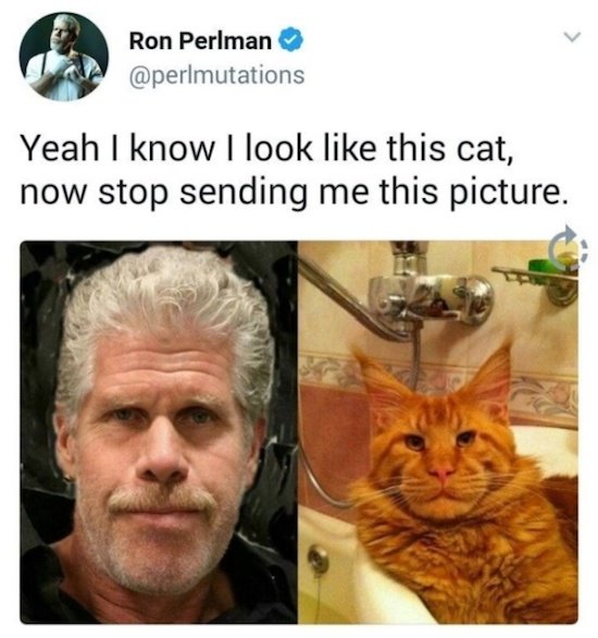 cat ron perlman - Ron Perlman Yeah I know I look this cat, now stop sending me this picture.