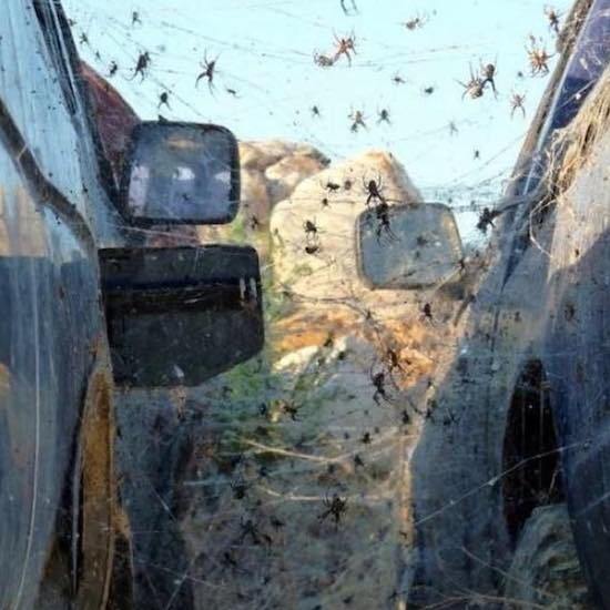 tons of spiders between two cars