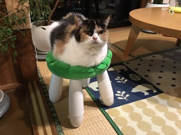 Cat chair